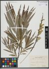 Foto von Salix viminalis L.